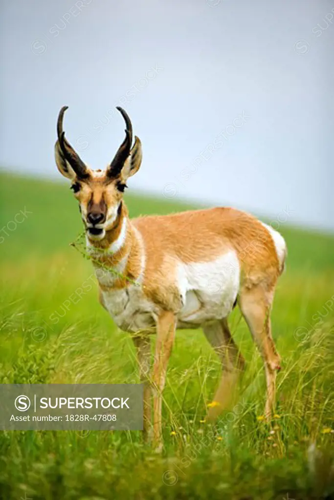 Pronghorn Antelope, Wind Cave National Park, South Dakota, USA   