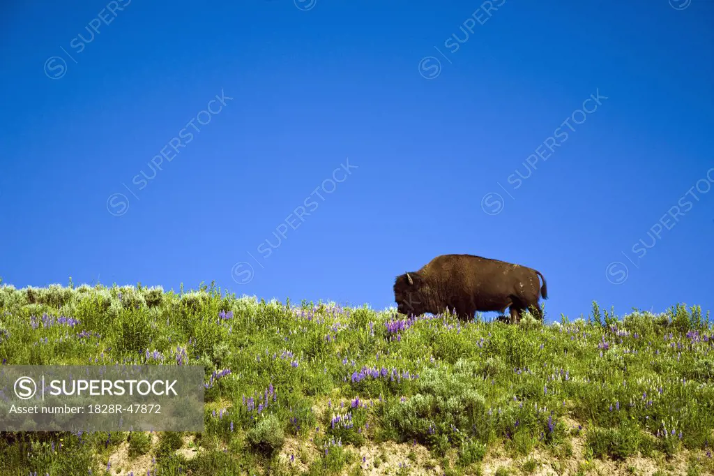 Bison, Yellowstone National Park, Wyoming, USA   