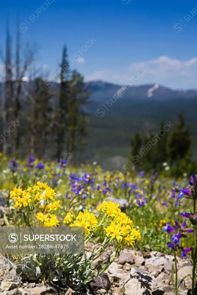 Yellow Broadleaf Arnica and Purple Lewis Monkey Flower, Yellowstone National Park, Wyoming, USA   