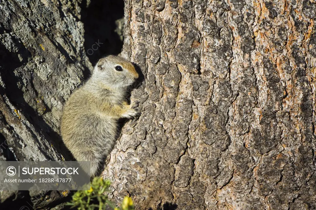 Uinta Ground Squirrel, Yellowstone National Park, Wyoming, USA   