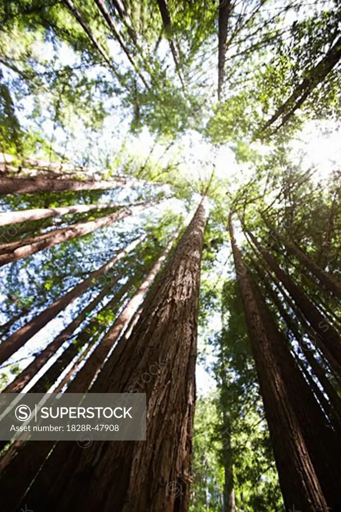 Looking Up at Coast Redwood Trees Santa Cruz, California, USA   
