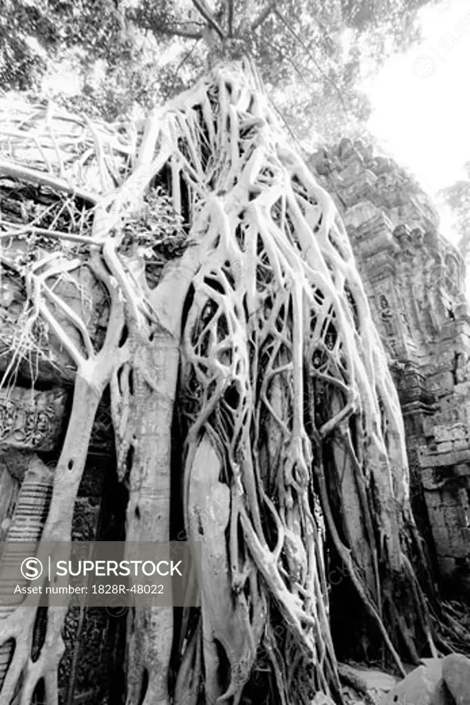 Overgrown Tree Roots, Angkor Wat, Siem Reap, Cambodia   