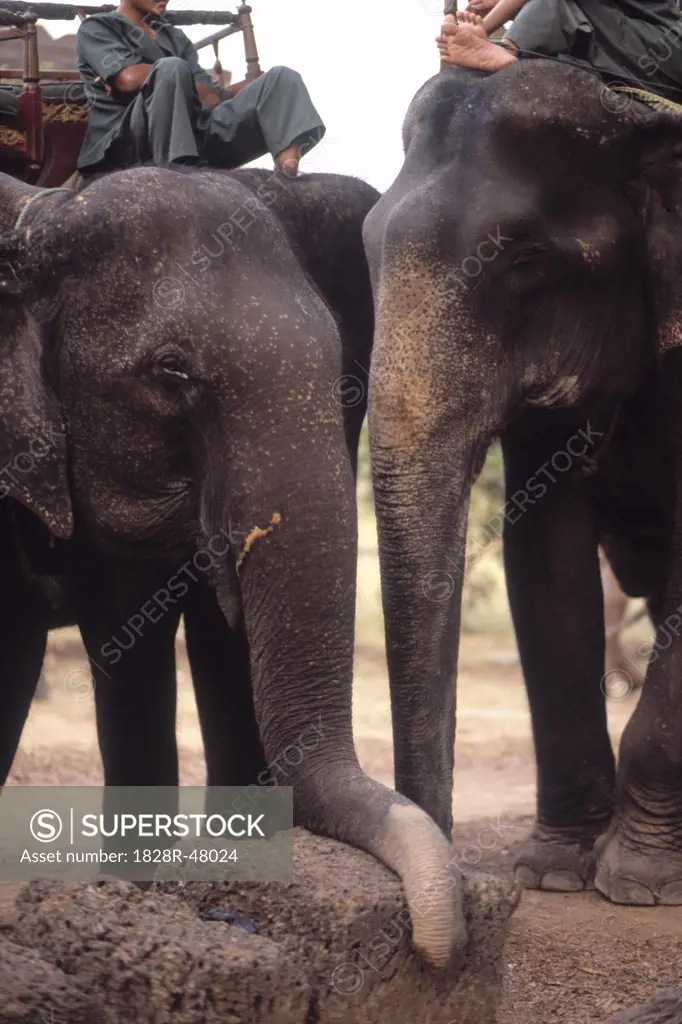 Elephants by Watering Hole, Siem Reap, Cambodia   