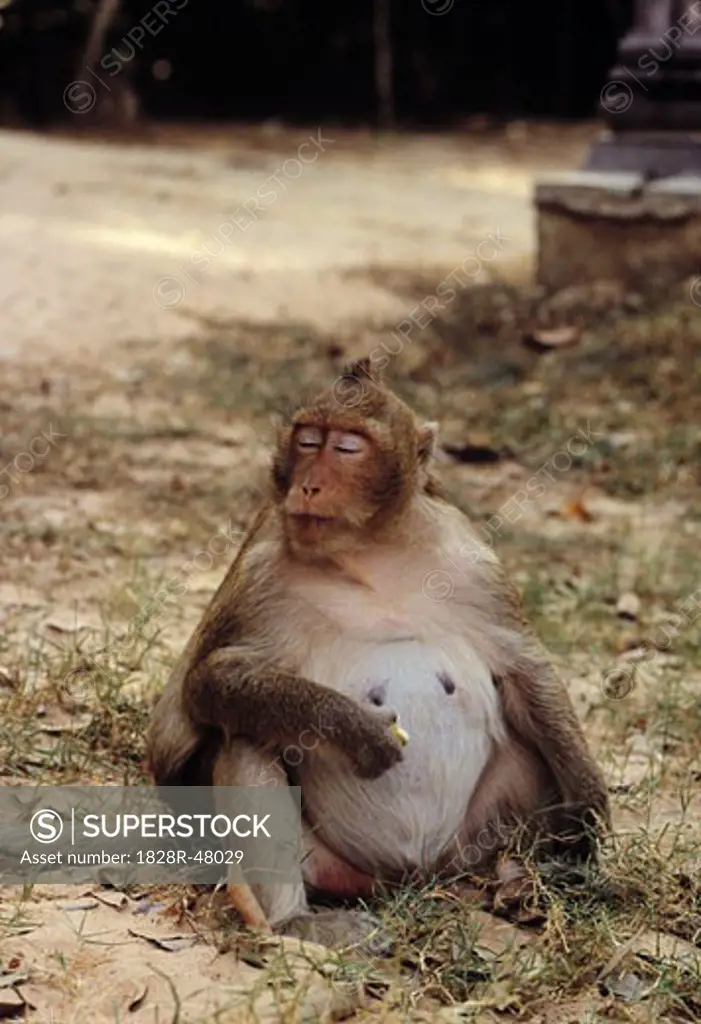 Monkey at Angkor Wat, Cambodia   