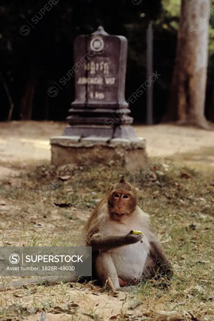 Monkey Eating, Angkor Wat, Cambodia   