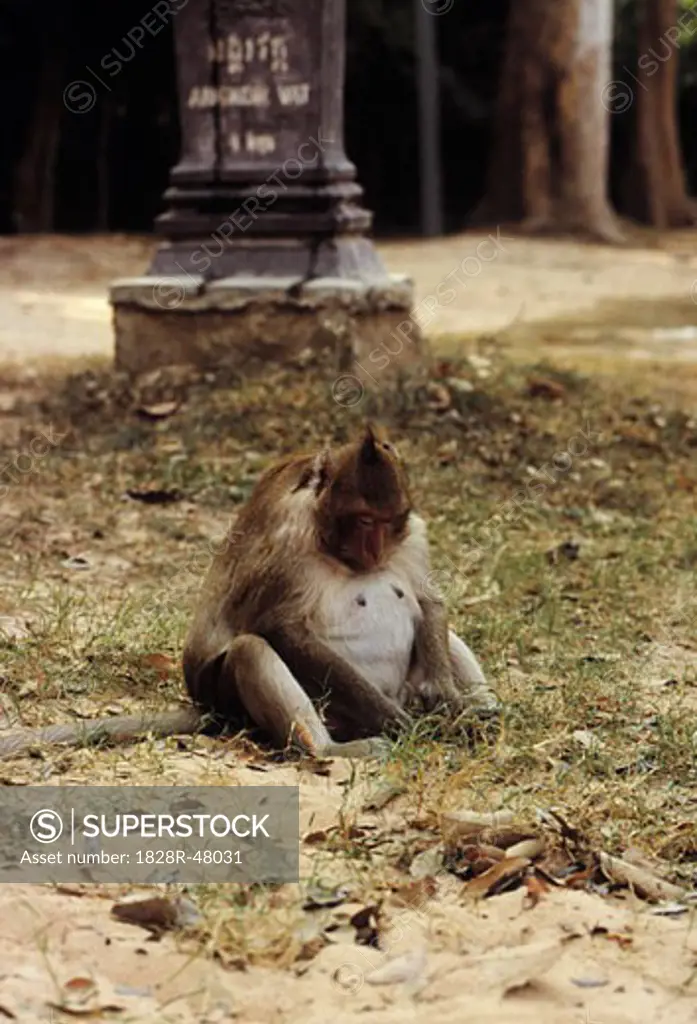 Monkey Foraging, Angkor Wat, Cambodia   