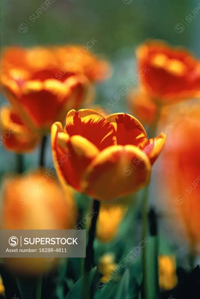 Close-Up of Tulips, Austria   