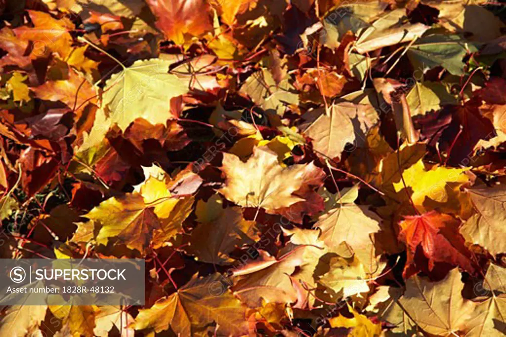 Pile of Autumn Leaves   