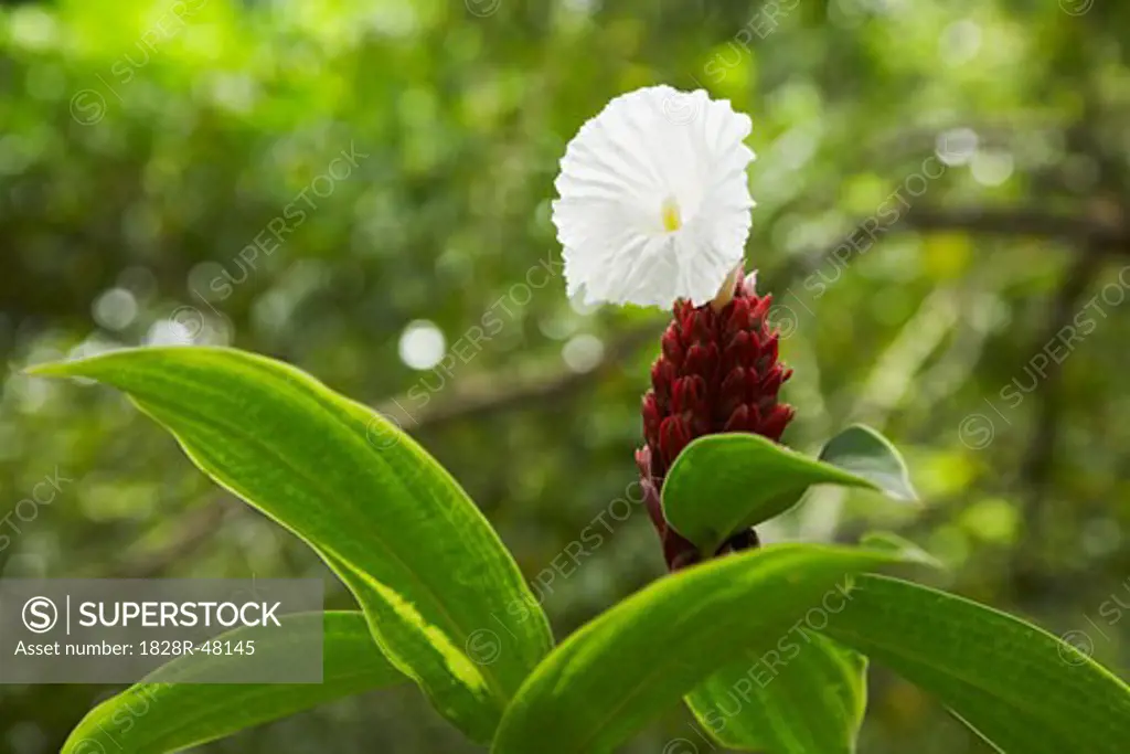 Flowering Plant in Rainforest, Belize   