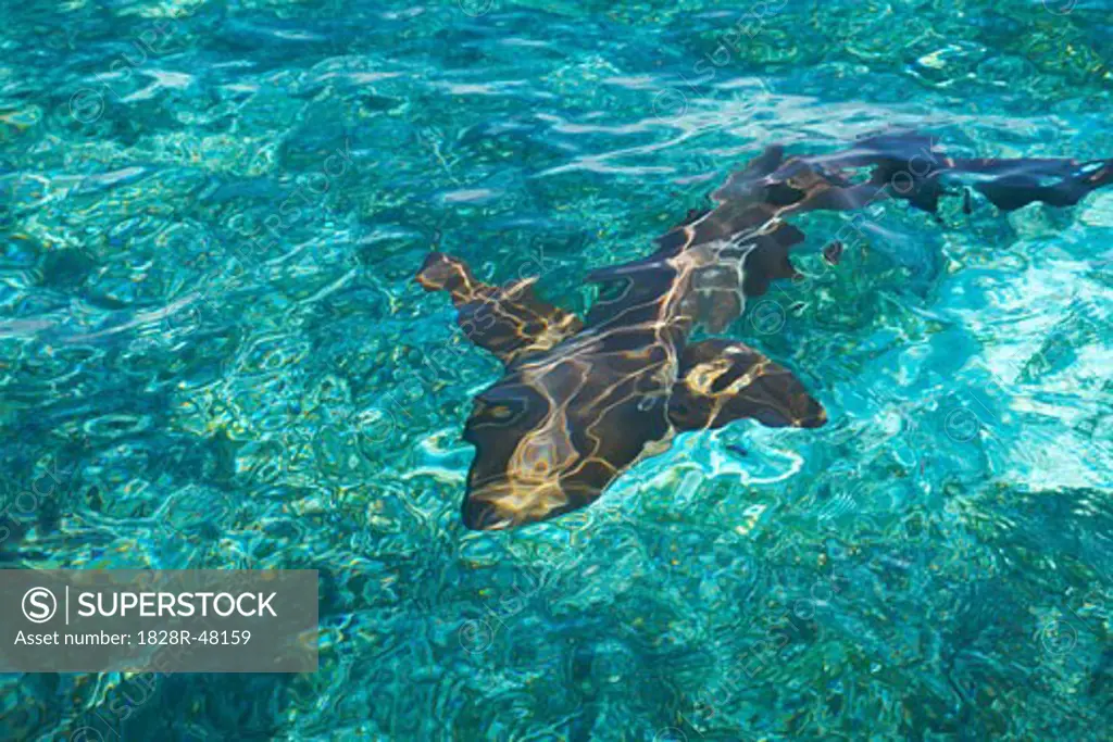 Nurse Shark in Water, Belize   