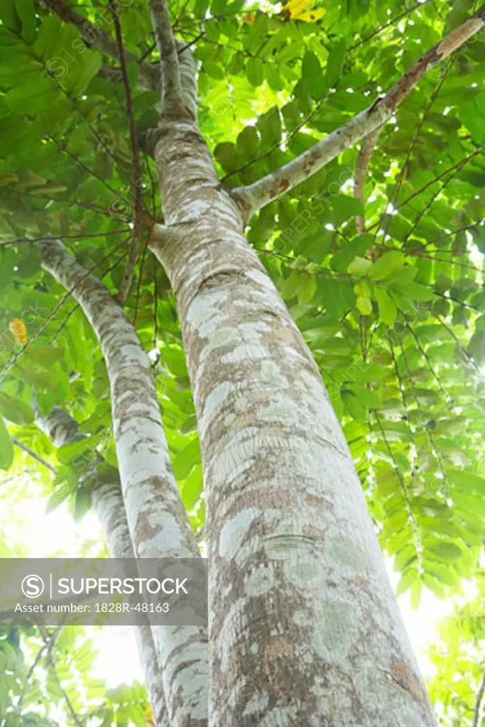 Tree in Rainforest, Belize   