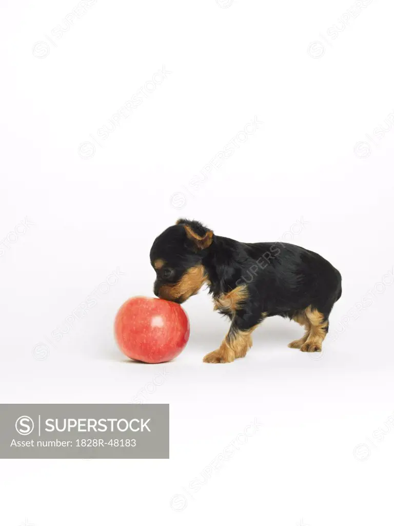 Yorkshire Terrier Puppy with Apple   