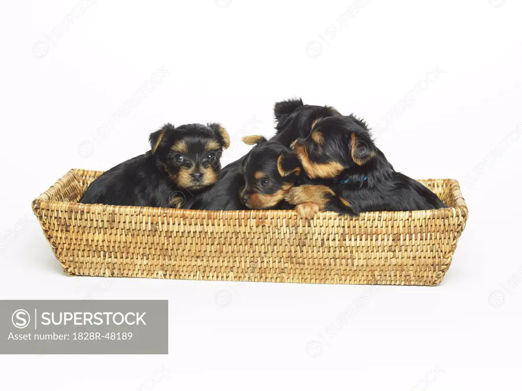 Yorkshire Terrier Puppies in Basket   