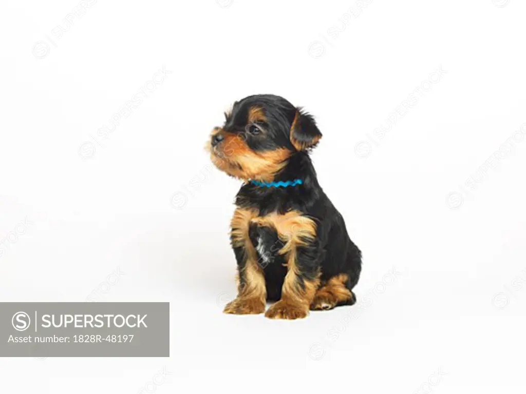 Portrait of Yorkshire Terrier Puppy   