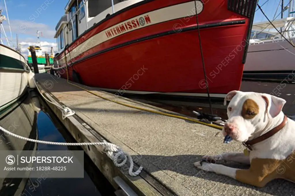Dog on Dock by Boat, Eagle Harbor, Winslow, Bainbridge Island, Washington, USA   
