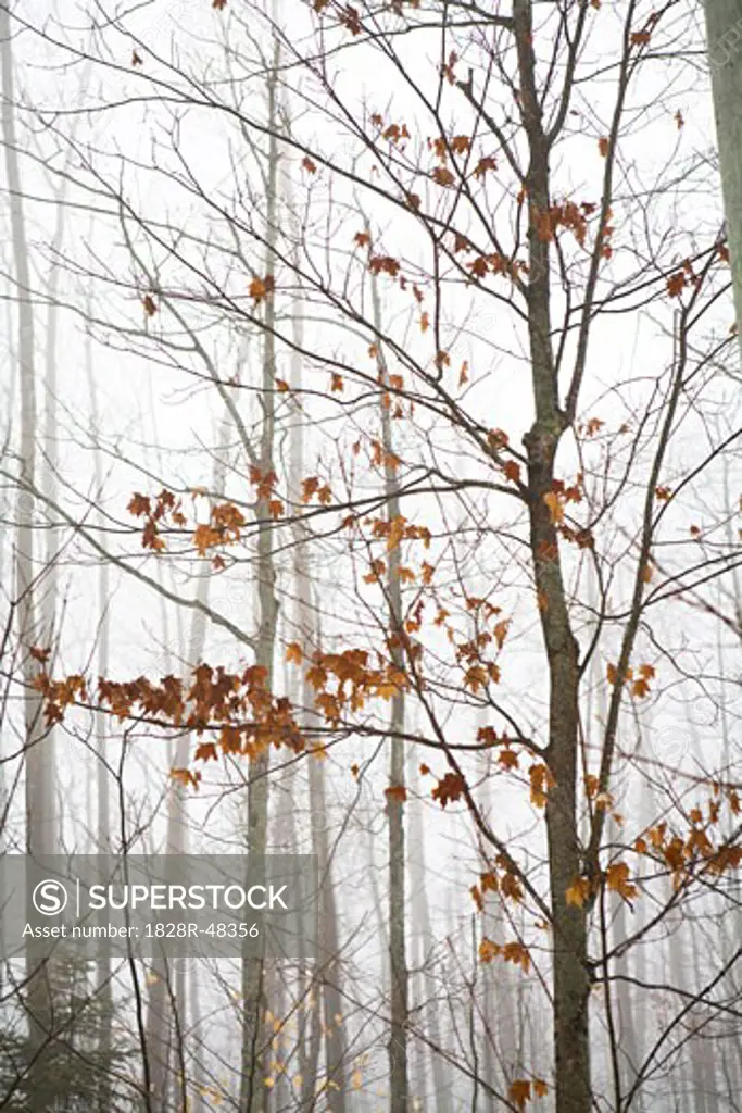 Tree in Late Autumn, Mount Tremblant, Quebec, Canada   