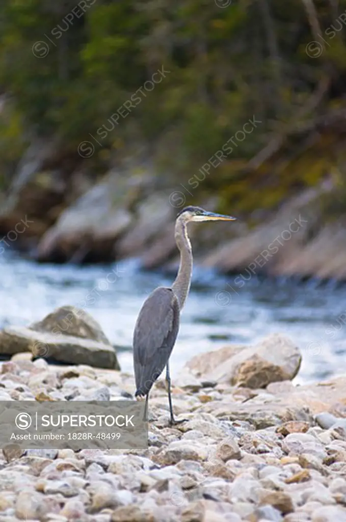 Great Blue Heron by Riverbank, Hautes-Gorges-Park-de-la- Riviere-Malbaie, Quebec, Canada   
