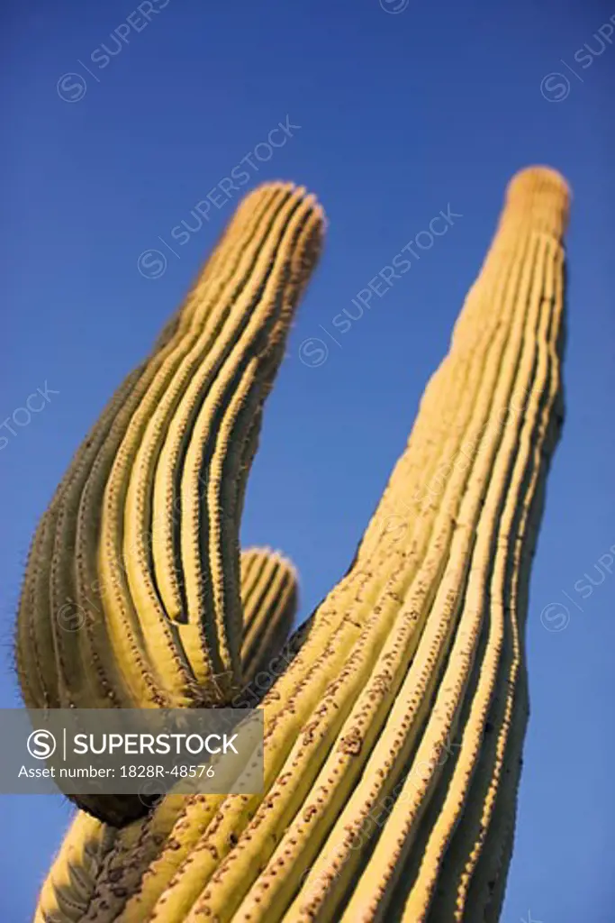 Saguaro Cactus, Tucson, Arizona, USA   