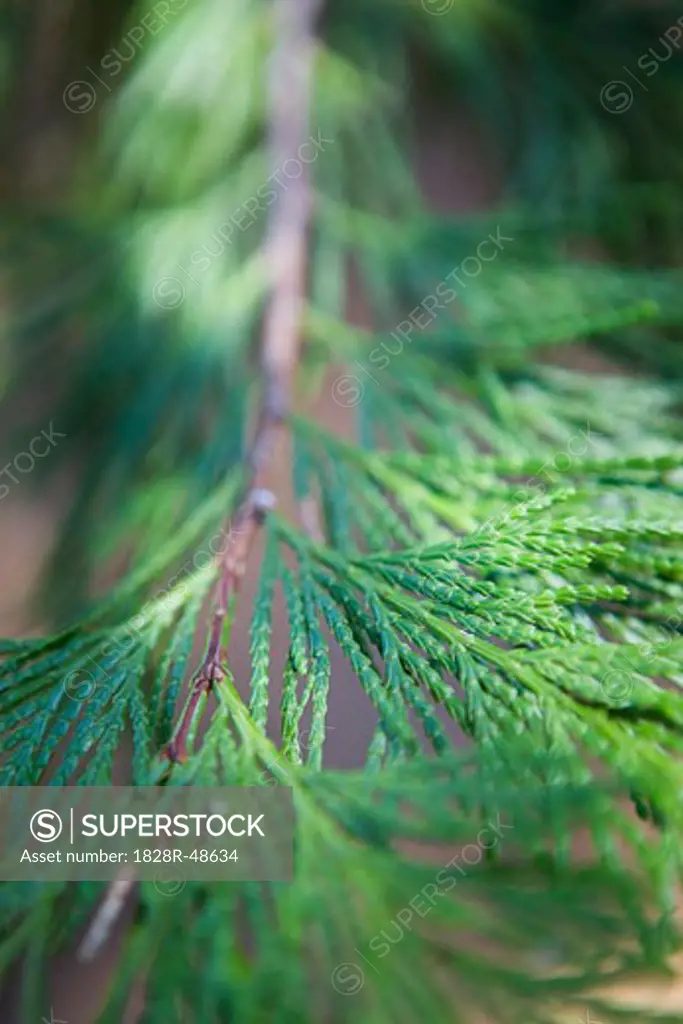 Close-Up of Branch of Redwood Tree   