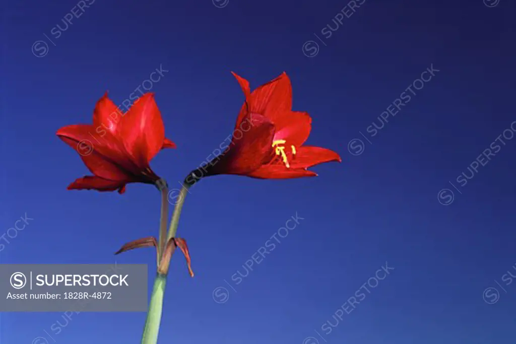 Red Flowers and Sky, Oaxaca, Mexico   