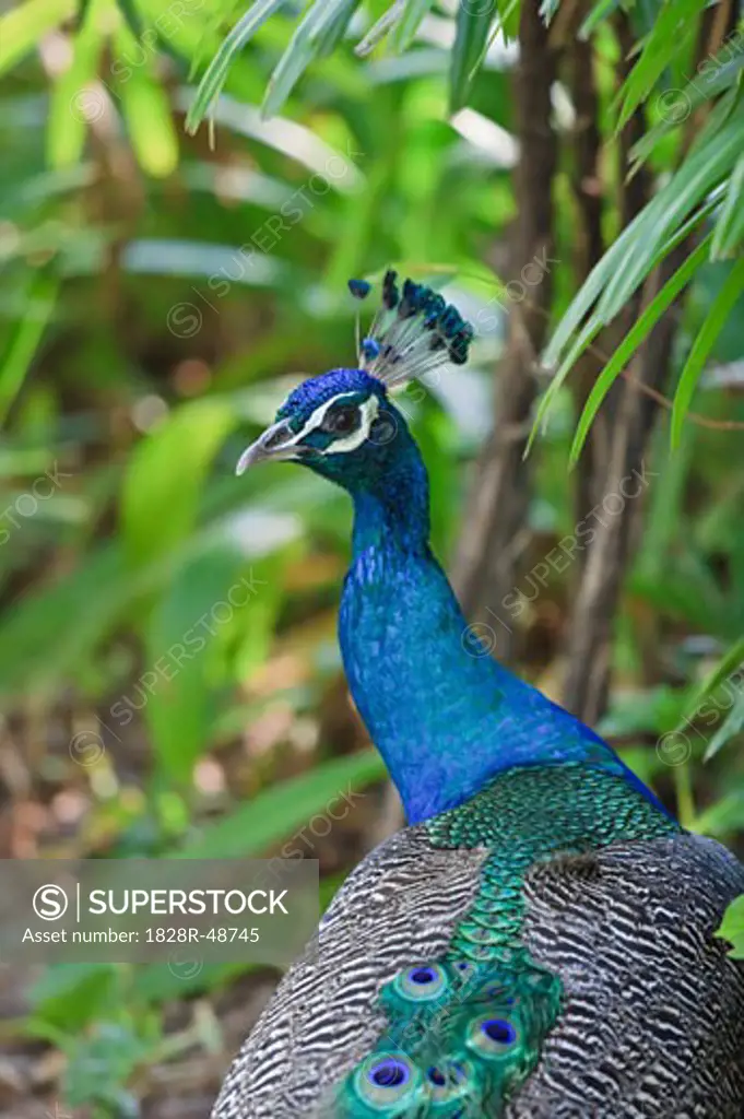 Close-Up of Peacock, Chiang Mai, Thailand   