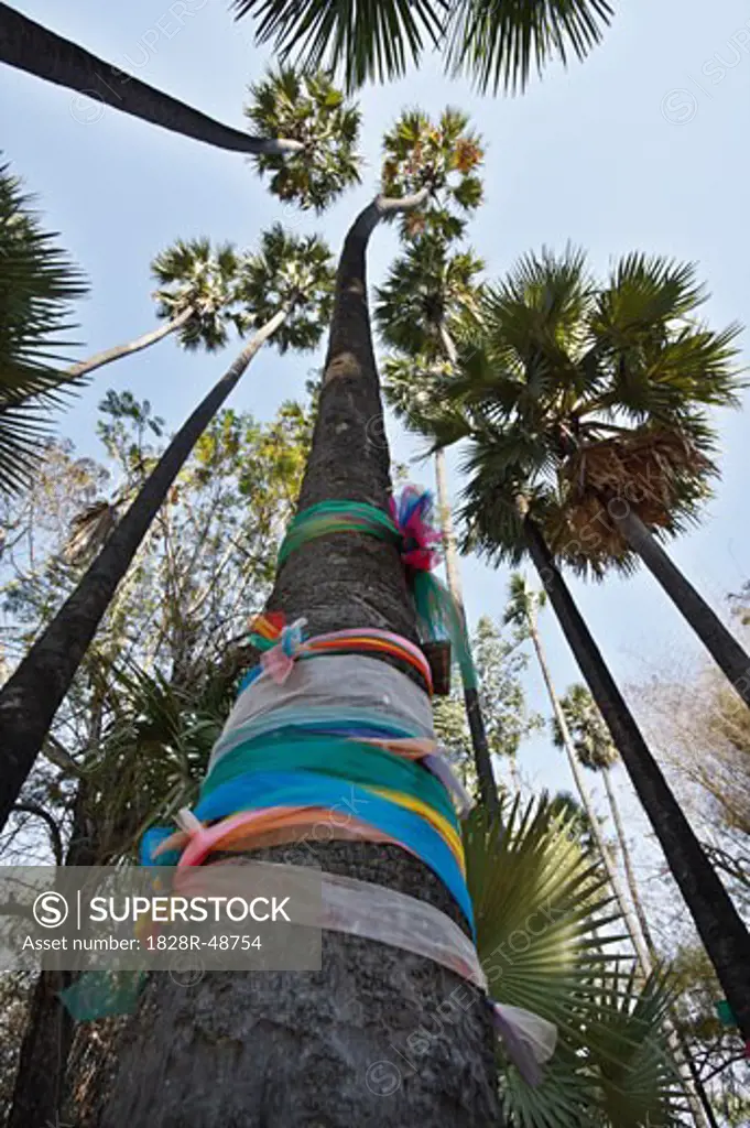 Sacred Palm Trees near Ayutthaya, Thailand   