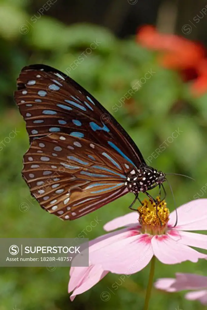 Butterfly on Flower, Chiang Mai, Thailand   