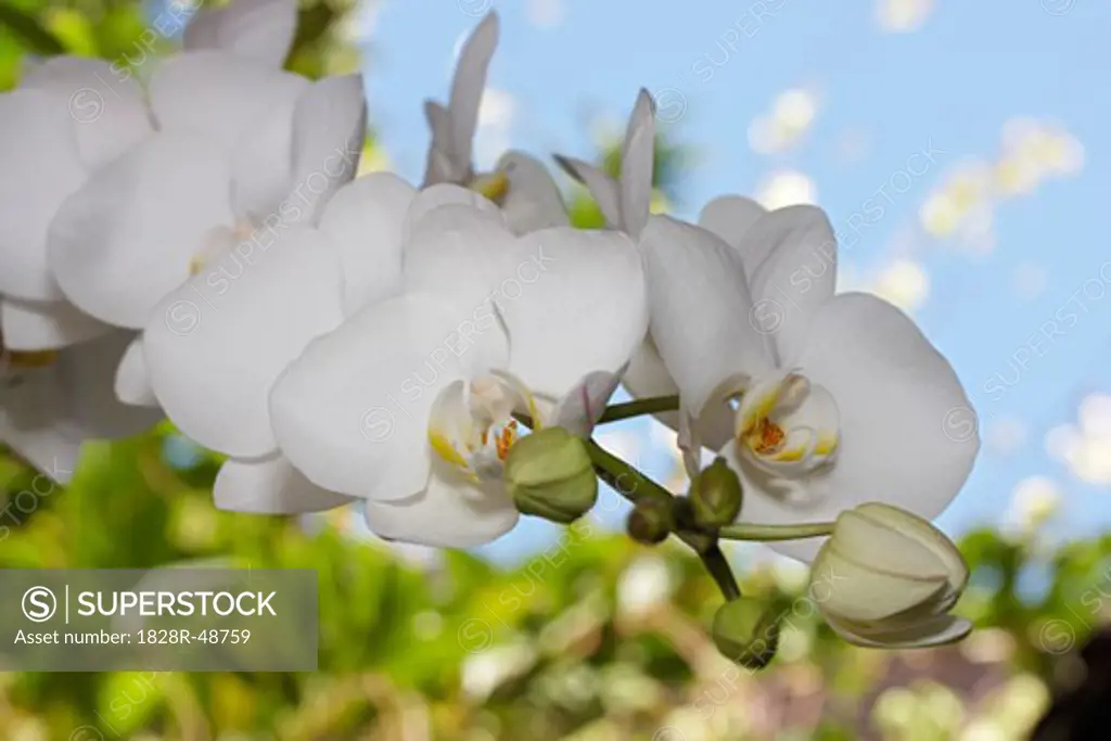 Orchids, Chiang Mai, Thailand   