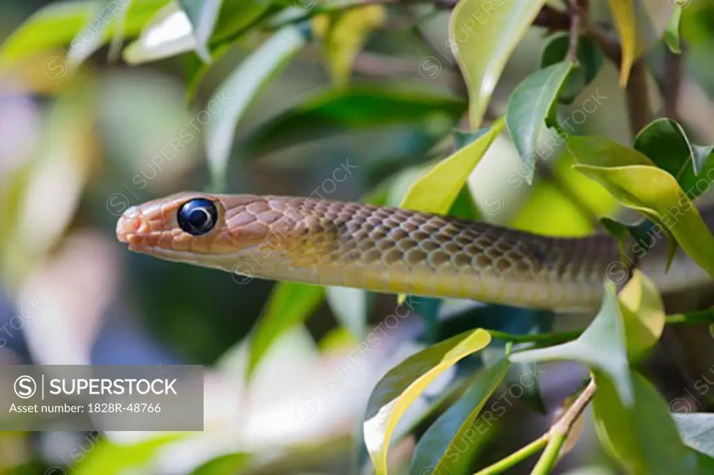 Snake in Branches, Chiang Mai, Thailand   