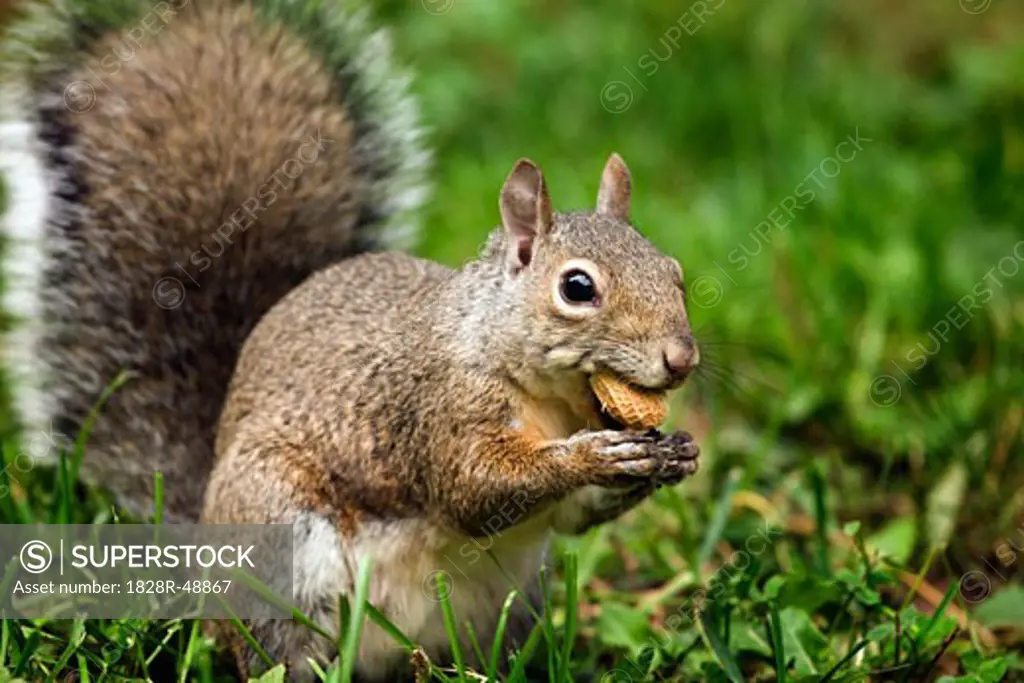 Gray Squirrel   