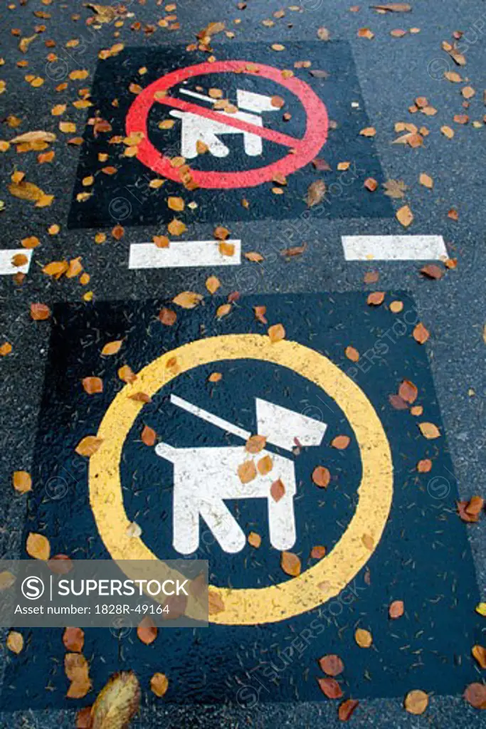 Dog Symbols on Wet Paved Road in Autumn   