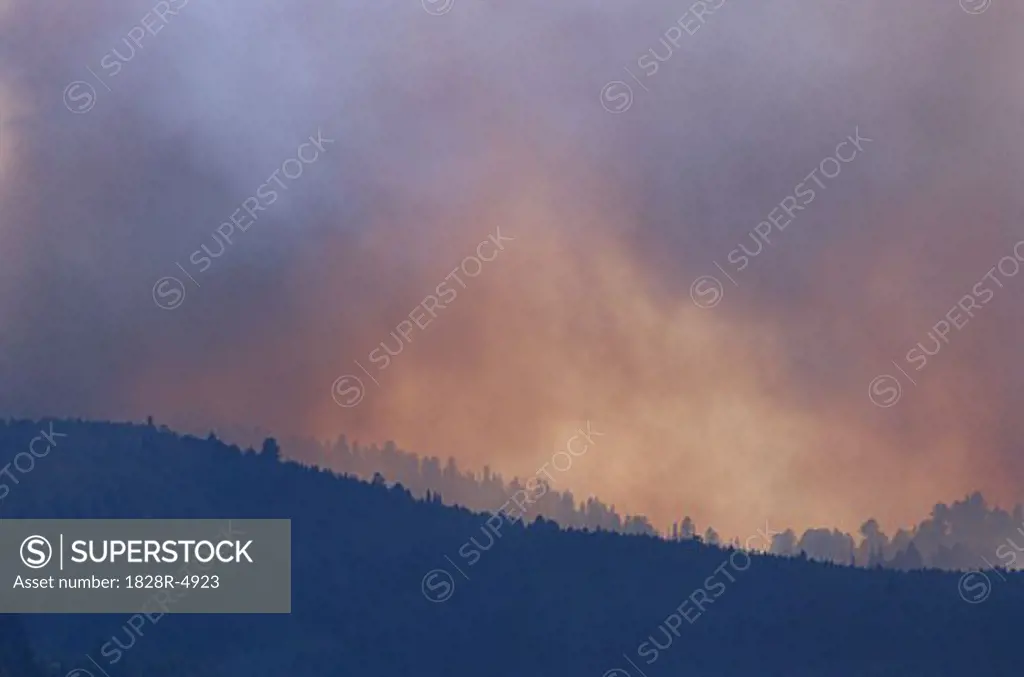Forest Fire   