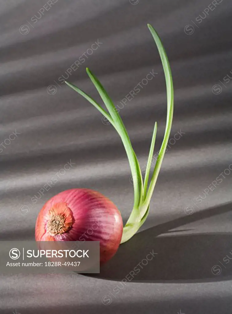 Sprouting Red Onion   