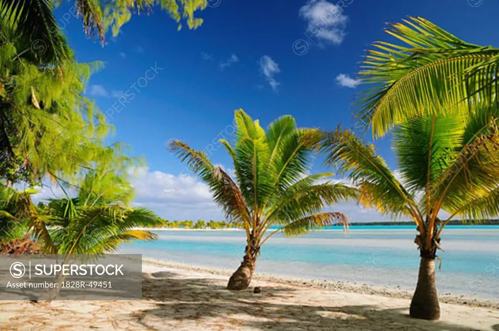 Palm Trees on Beach, Ootu Peninsula, Aitutaki, Cook Islands   
