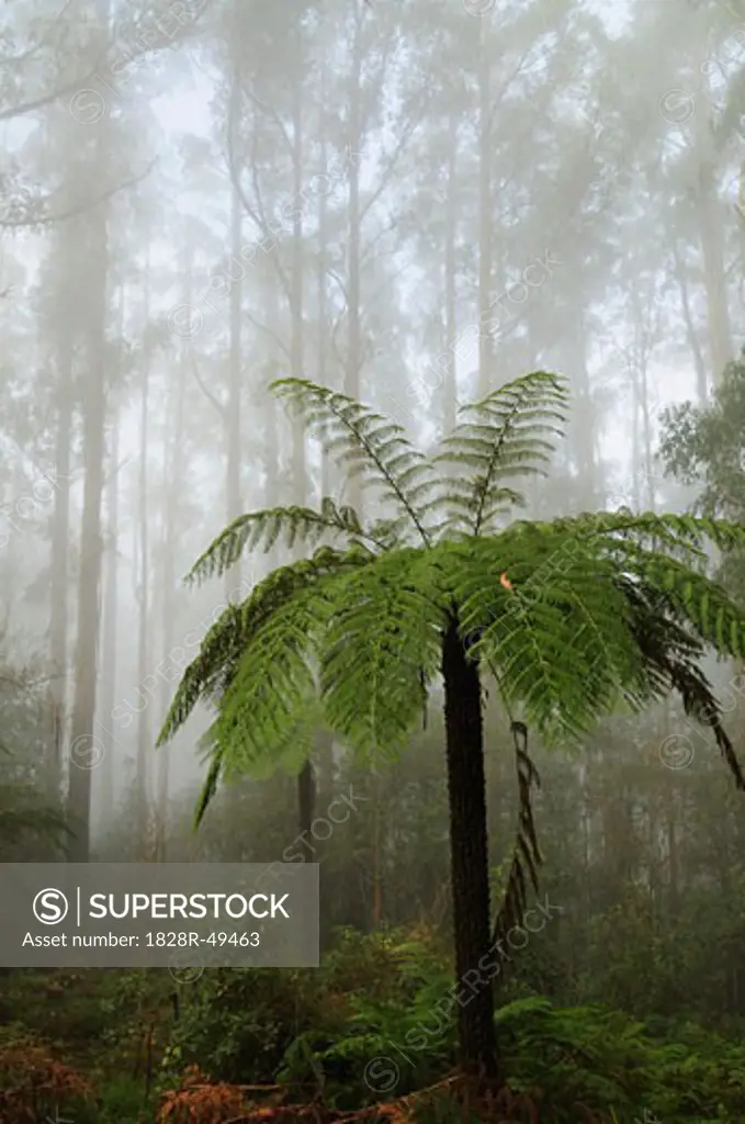 Tree Fern, Dandenong Ranges, Victoria, Australia   