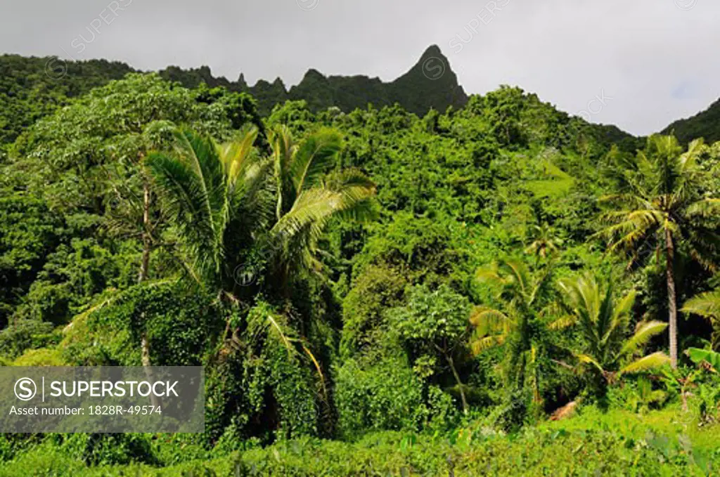 Rainforest, Takuva'ine Valley, Rarotonga, Cook Islands   