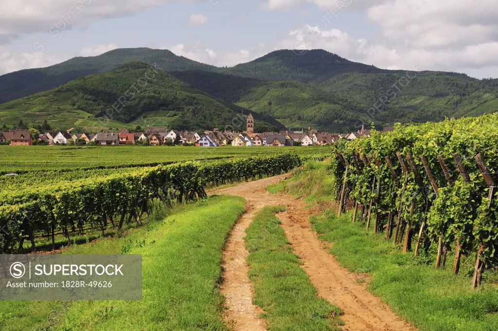 Vineyard in Kaysersberg, Haut-Rhin, Alsace, France   