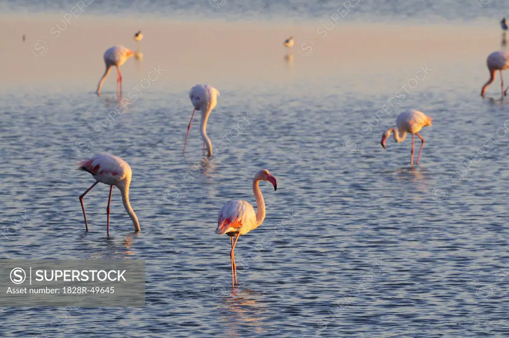 Flamingoes Standing in the Water, Camargue, France   