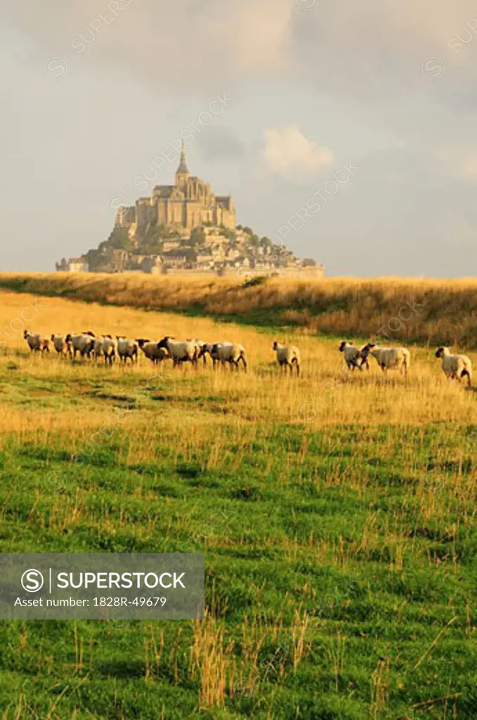 Sheep in Field Near Mont Saint-Michel, Normandy, France   