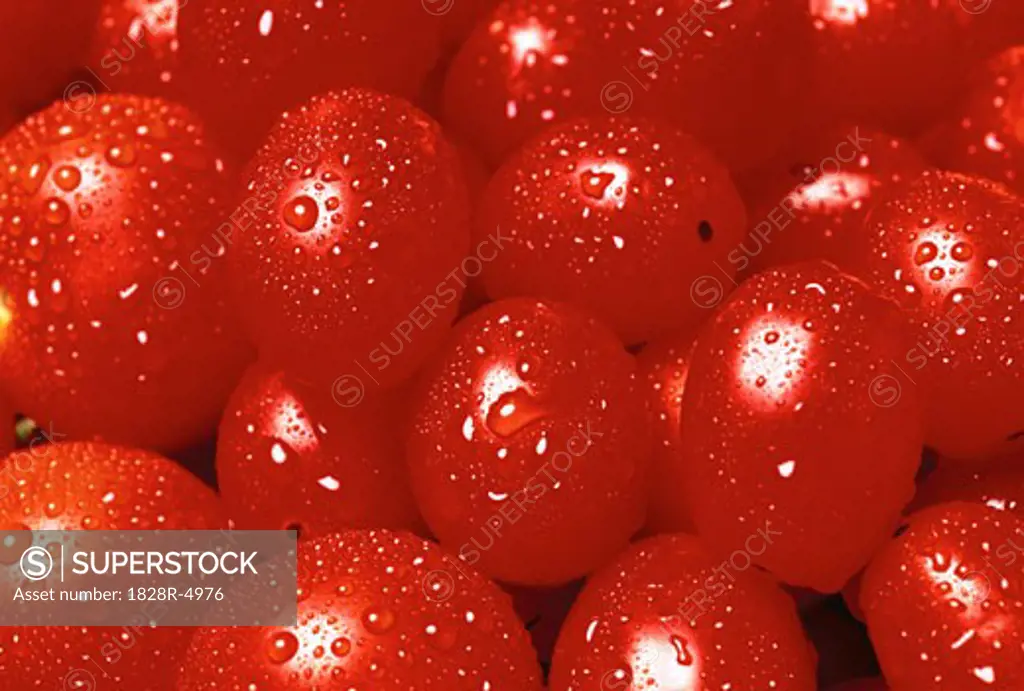Close-Up of Tomatoes with Water Drops   