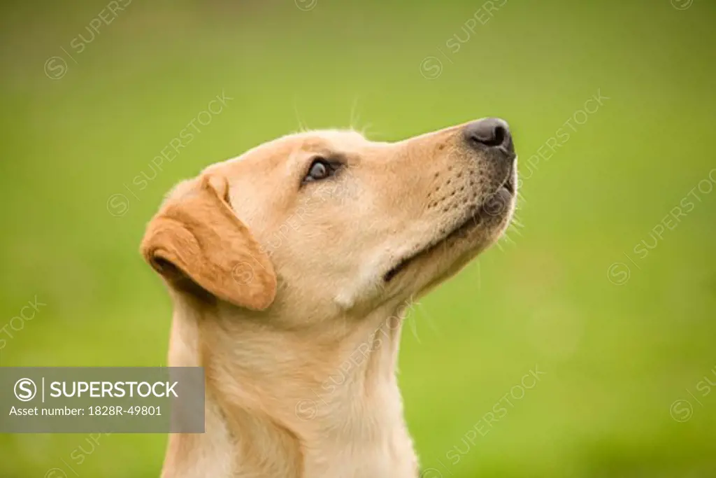 Yellow Labrador Retriever   