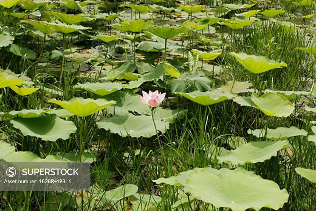 Lotus Flower, Banteay Srey, Angkor, Cambodia   