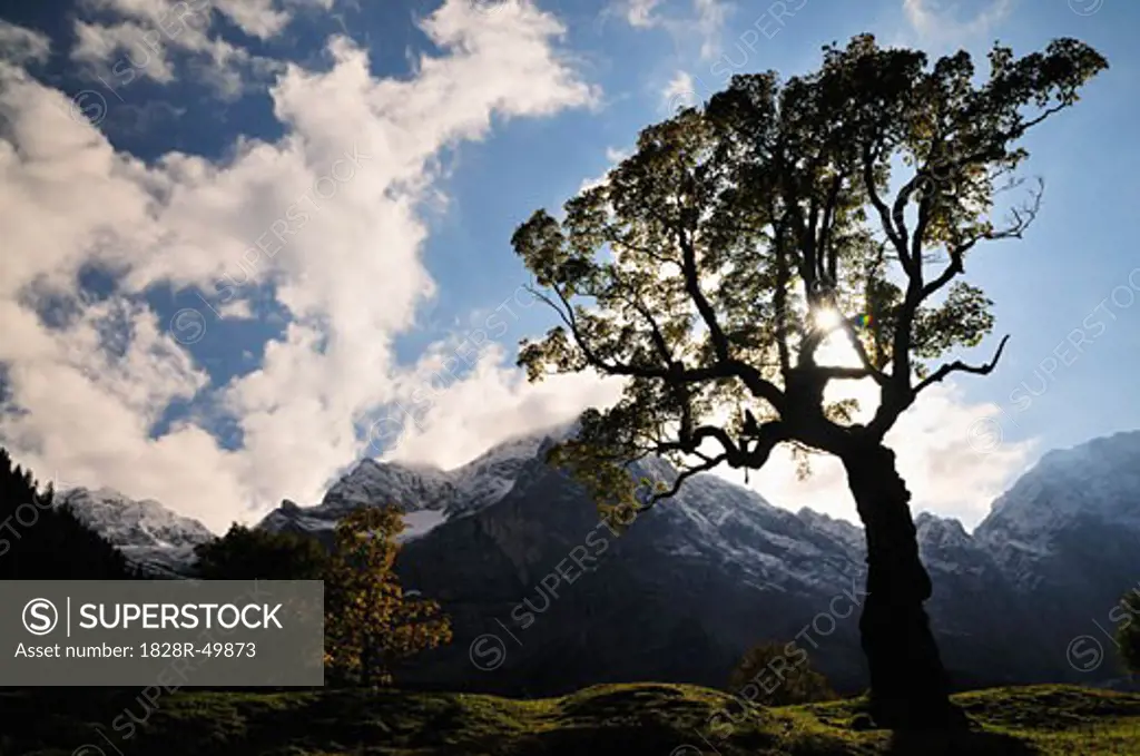 Maple Tree by Mountains, Grosser Ahornboden, Tirol, Austalia   