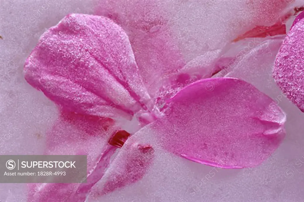 Close-Up of Flower Petals Frozen In Ice, New Brunswick, Canada   