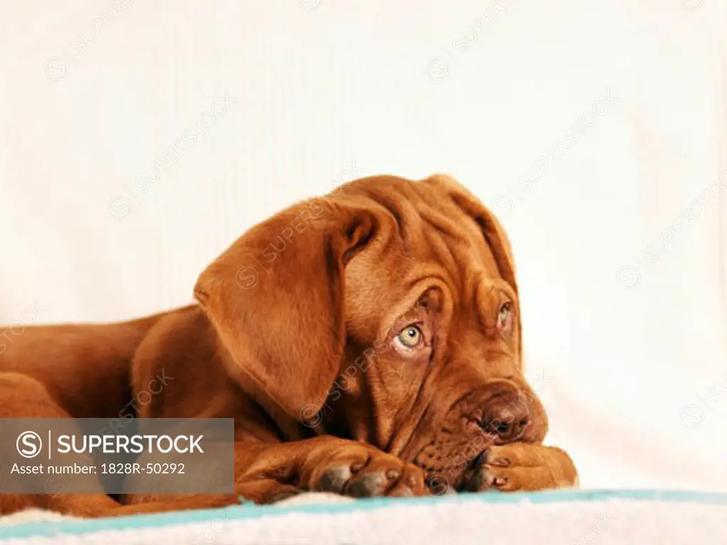 Portrait of Dogue de Bordeaux Puppy   