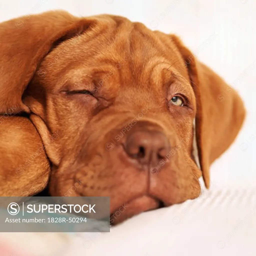 Portrait of Sleepy Dogue de Bordeaux Puppy With One Eye Open   