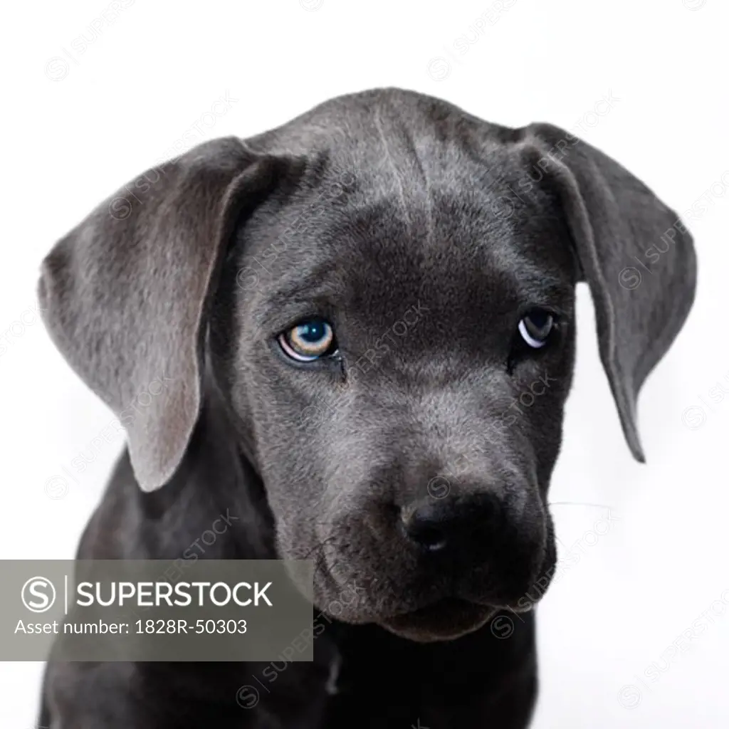 Portrait of Cane Corso Puppy   