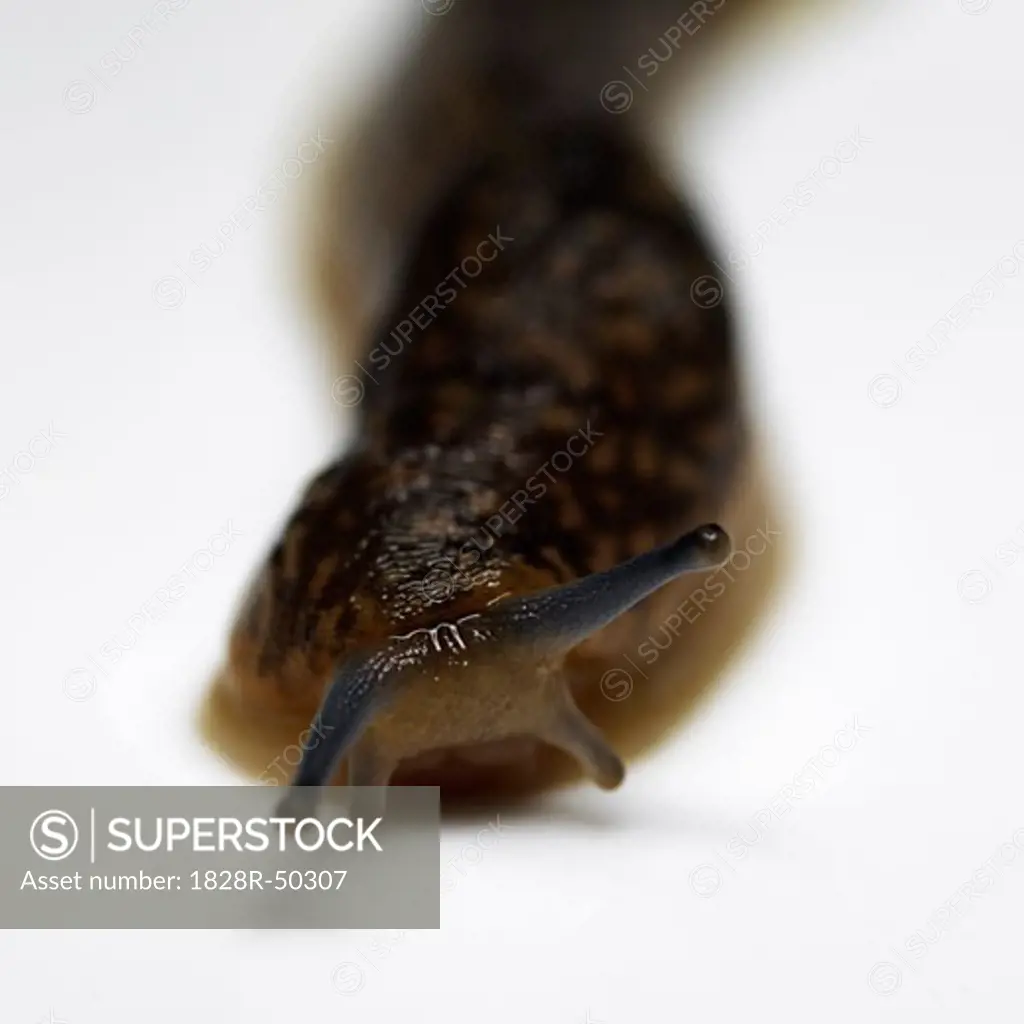 Portrait of Slug   