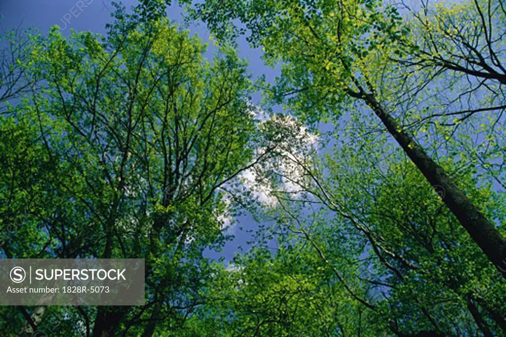 Looking Up at Trees and Sky, Great Smoky Mountains National Park, Tennessee, USA   