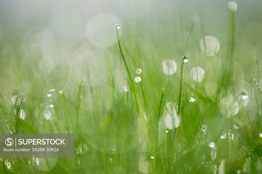 Dew Drops on Grass Blades   